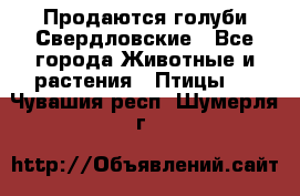 Продаются голуби Свердловские - Все города Животные и растения » Птицы   . Чувашия респ.,Шумерля г.